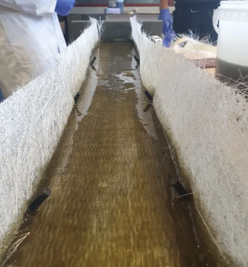 Dekplank in harsvul fase